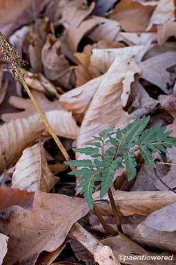 Leaf and withered sporangia in late fall